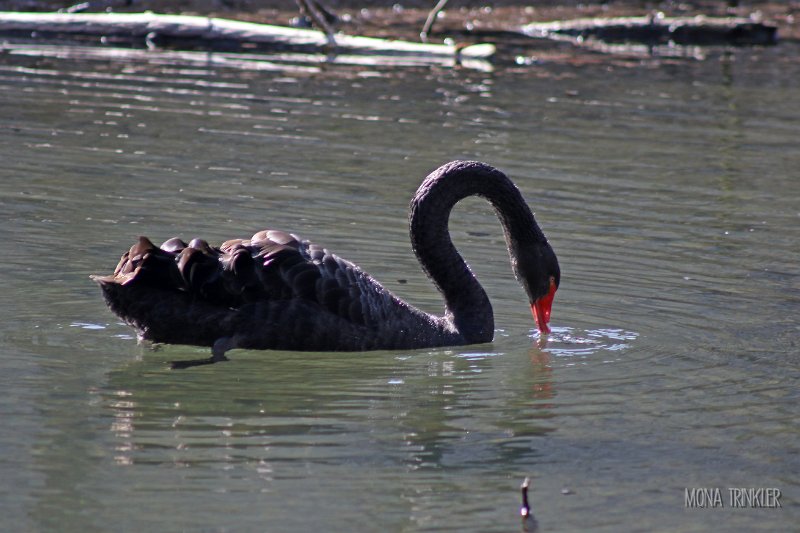 Schwarzer Schwan.jpg